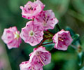 Wildflowers